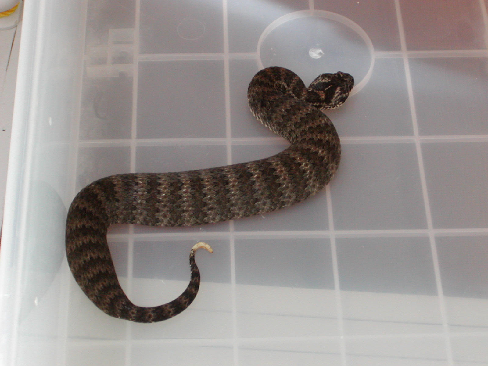 Death Adder.jpg [459 Kb]